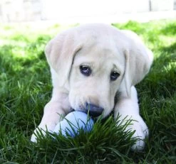 Kong Stuff 'N Mini Snacks Puppy Hondensnack - Kip & Rijst -Pet Care Verkoop 1200x1122 5