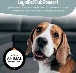 Loyalpetclub® Professionele 2-in-1 Hondentondeuse Voor Dikke Vacht – Draadloze Honden Tondeuse & Hondentrimmer – Stille Tondeuse Katten & Honden Trimset - Inclusief Opbergtasje 17 Loyalpetclub® Professionele 2-in-1 Hondentondeuse Voor Dikke Vacht – Draadloze Honden Tondeuse & Hondentrimmer – Stille Tondeuse Katten & Honden Trimset - Inclusief Opbergtasje -Pet Care Verkoop 1200x1148 4
