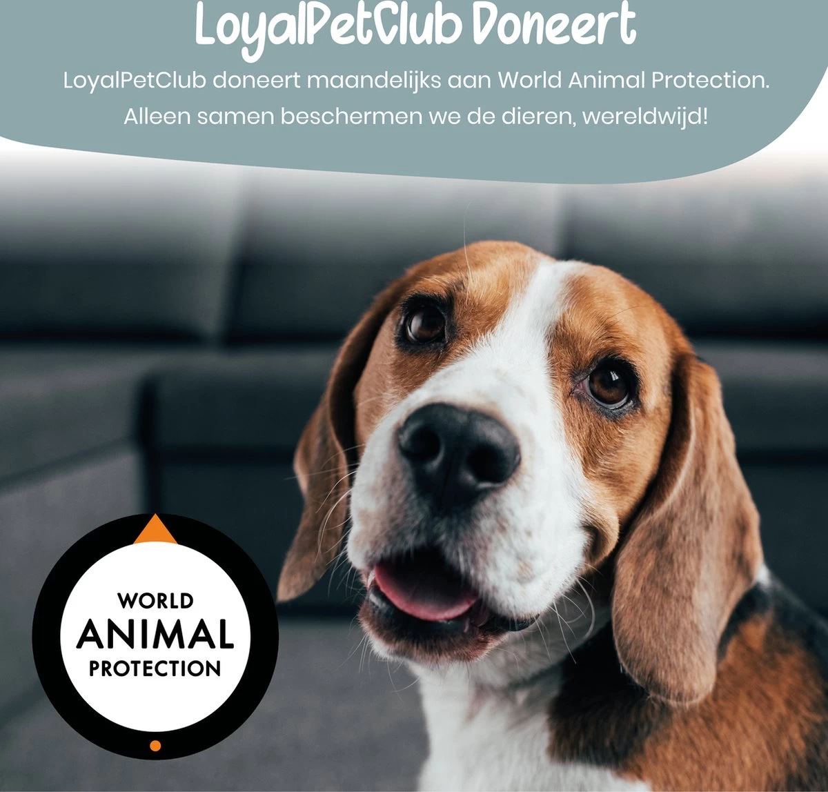 Loyalpetclub® Professionele 2-in-1 Hondentondeuse Voor Dikke Vacht – Draadloze Honden Tondeuse & Hondentrimmer – Stille Tondeuse Katten & Honden Trimset - Inclusief Opbergtasje 9 Loyalpetclub® Professionele 2-in-1 Hondentondeuse Voor Dikke Vacht – Draadloze Honden Tondeuse & Hondentrimmer – Stille Tondeuse Katten & Honden Trimset - Inclusief Opbergtasje - Afbeelding 9