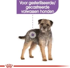 Royal Canin Mini Sterilised 8 KG -Pet Care Verkoop 1200x1160 3