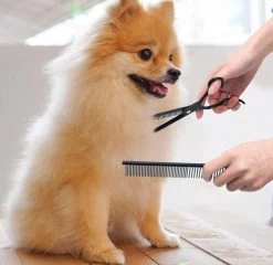 Petsify - Professionele 8-delige Huisdier Knipset - Effileerschaar Hond - Kam Hond - Schaar Hond - Katten Kam - Hondenschaar - Trimschaar Voor Honden - Kapperset - Zwart -Pet Care Verkoop 1200x1166 2