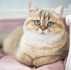 Lord Lou - George Blauw Velvet S - Luxe Hondenmand - Luxe Kattenmand - 49x40x31 15 Lord Lou - George Blauw Velvet S - Luxe Hondenmand - Luxe Kattenmand - 49x40x31 -Pet Care Verkoop 1200x1197 16