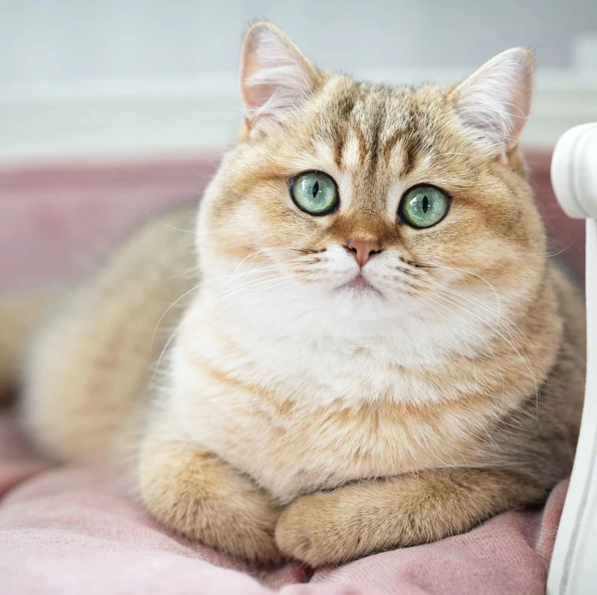 Lord Lou - George Blauw Velvet S - Luxe Hondenmand - Luxe Kattenmand - 49x40x31 6 Lord Lou - George Blauw Velvet S - Luxe Hondenmand - Luxe Kattenmand - 49x40x31 - Afbeelding 6