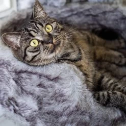 District 70 NORDIC - Luxe Kattenmand Op Pootjes - 40x30x25cm In Silver - Silver -Pet Care Verkoop 1200x1200 1097