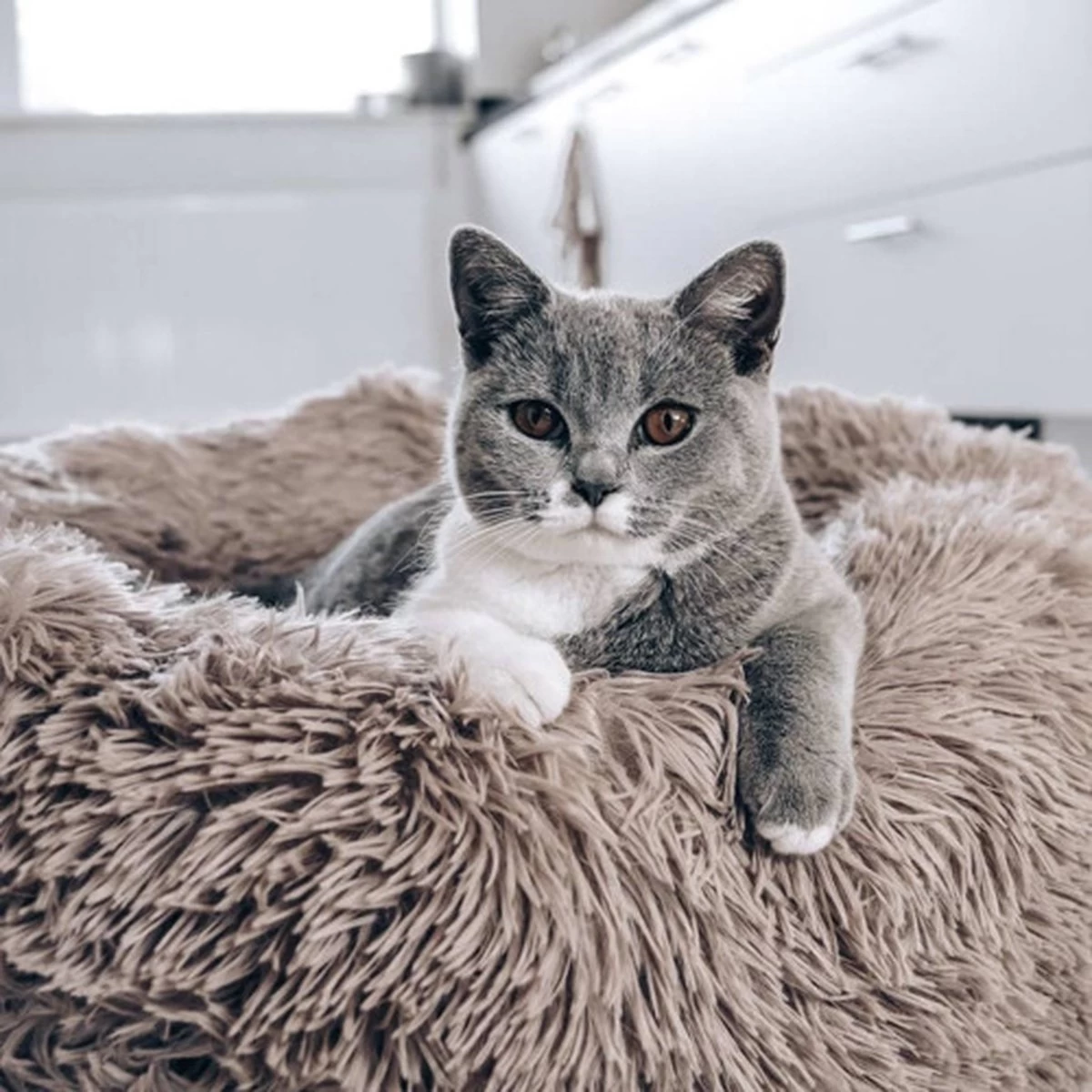 District 70 FUZZ - Hondenmand Comfortabel En Zacht Pluche - Zand, Oudroze, Donkergrijs En Lichtgrijs In S/M/L/XL - Maat: Large, Kleur: Zand 7 District 70 FUZZ - Hondenmand Comfortabel En Zacht Pluche - Zand, Oudroze, Donkergrijs En Lichtgrijs In S/M/L/XL - Maat: Large, Kleur: Zand - Afbeelding 7