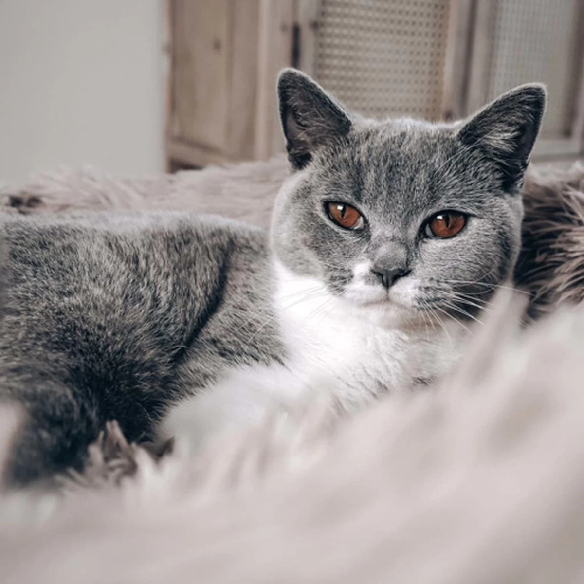 District 70 FUZZ - Hondenmand Comfortabel En Zacht Pluche - Zand, Oudroze, Donkergrijs En Lichtgrijs In S/M/L/XL - Maat: Large, Kleur: Zand 9 District 70 FUZZ - Hondenmand Comfortabel En Zacht Pluche - Zand, Oudroze, Donkergrijs En Lichtgrijs In S/M/L/XL - Maat: Large, Kleur: Zand - Afbeelding 9