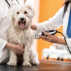 Nobleza Dieren Tondeuse Set - 4 Opzetkammen - Draadloos - Voor Huisdieren Katten & Honden -Pet Care Verkoop 1200x1200 292