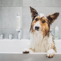 Greenfields Vacht Verzorging Set Voor Honden Shampoo, Conditioner & Droogshampoo -Pet Care Verkoop 1200x1200 331