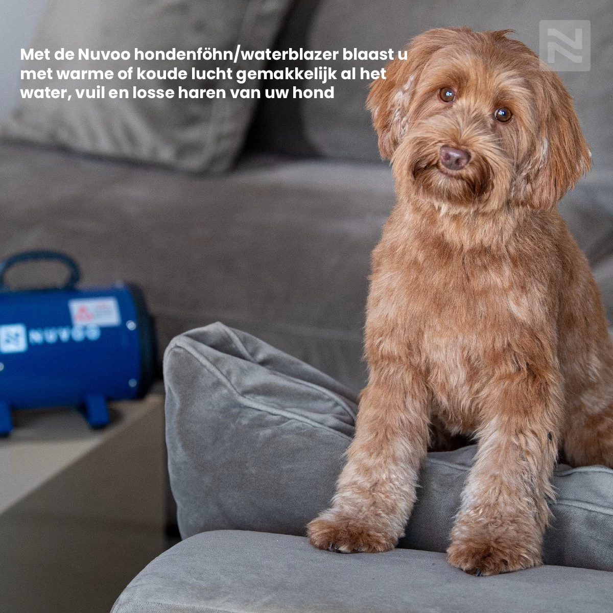 Nuvoo Professionele Hondenföhn / Waterblazer / Hondenborstel Met 3 Opzetstukken - Verstelbare Vermogen Tot 2200W - Warme / Koude Stand - Roze 8 Nuvoo Professionele Hondenföhn / Waterblazer / Hondenborstel Met 3 Opzetstukken - Verstelbare Vermogen Tot 2200W - Warme / Koude Stand - Roze - Afbeelding 8