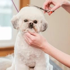 Merkloos Premium Gebogen Trimschaar Honden - Huisdier Trimmen - Hoofd, Poten Ogen & Oren - Kat & Hond Knippen - Veilige Schaar 11 Merkloos Premium Gebogen Trimschaar Honden - Huisdier Trimmen - Hoofd, Poten Ogen & Oren - Kat & Hond Knippen - Veilige Schaar -Pet Care Verkoop 1200x1200 406