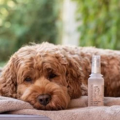 Hondenparfum Spray In 4 Geuren - Greenfields - Alchoholvrije En PH Neutrale Formule Tegen Onaangename Geurtjes - 50ml - Exotic -Pet Care Verkoop 1200x1200 60