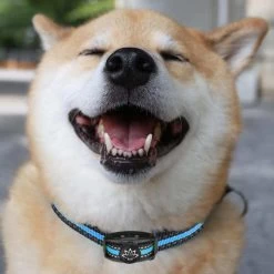 Premium Anti Blafband Apparaat Om Je Hond Snel En Effectief Te Laten Stoppen Met Blaffen - Diervriendelijke Opvoedingshalsband Zonder Schok - Trainingshalsband Voor Grote En Kleine Honden - Anti Blaf Apparaat - Correctie Halsband 17 Premium Anti Blafband Apparaat Om Je Hond Snel En Effectief Te Laten Stoppen Met Blaffen - Diervriendelijke Opvoedingshalsband Zonder Schok - Trainingshalsband Voor Grote En Kleine Honden - Anti Blaf Apparaat - Correctie Halsband -Pet Care Verkoop 1200x1200 781