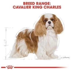 Royal Canin Cavalier King Charles Adult - Hondenvoer - 7,5 Kg -Pet Care Verkoop 1200x1200 870