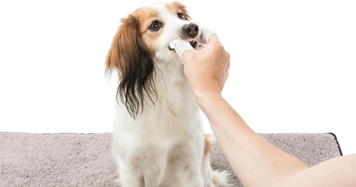 Trixie Verzorgingsvinger - 50 Stuks 3 Trixie Verzorgingsvinger - 50 Stuks - Afbeelding 3