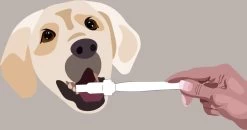 Aedogz Tandsteen Verwijder Spons Hond & Kat - Verwijdert Tandsteen, Aanslag En Vlekken - Verfrist De Adem Voorkomt Tandvleesproblemen. 5 Aedogz Tandsteen Verwijder Spons Hond & Kat - Verwijdert Tandsteen, Aanslag En Vlekken - Verfrist De Adem Voorkomt Tandvleesproblemen. -Pet Care Verkoop 1200x632