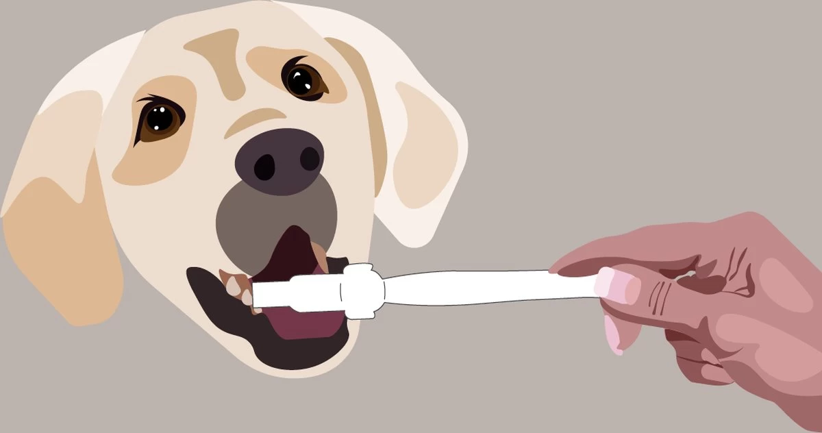 Aedogz Tandsteen Verwijder Spons Hond & Kat - Verwijdert Tandsteen, Aanslag En Vlekken - Verfrist De Adem Voorkomt Tandvleesproblemen. 3 Aedogz Tandsteen Verwijder Spons Hond & Kat - Verwijdert Tandsteen, Aanslag En Vlekken - Verfrist De Adem Voorkomt Tandvleesproblemen. - Afbeelding 3