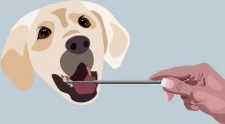 AE Dogz Tandsteenverwijderaar/Tandenkrabber -Pet Care Verkoop 1200x663 4