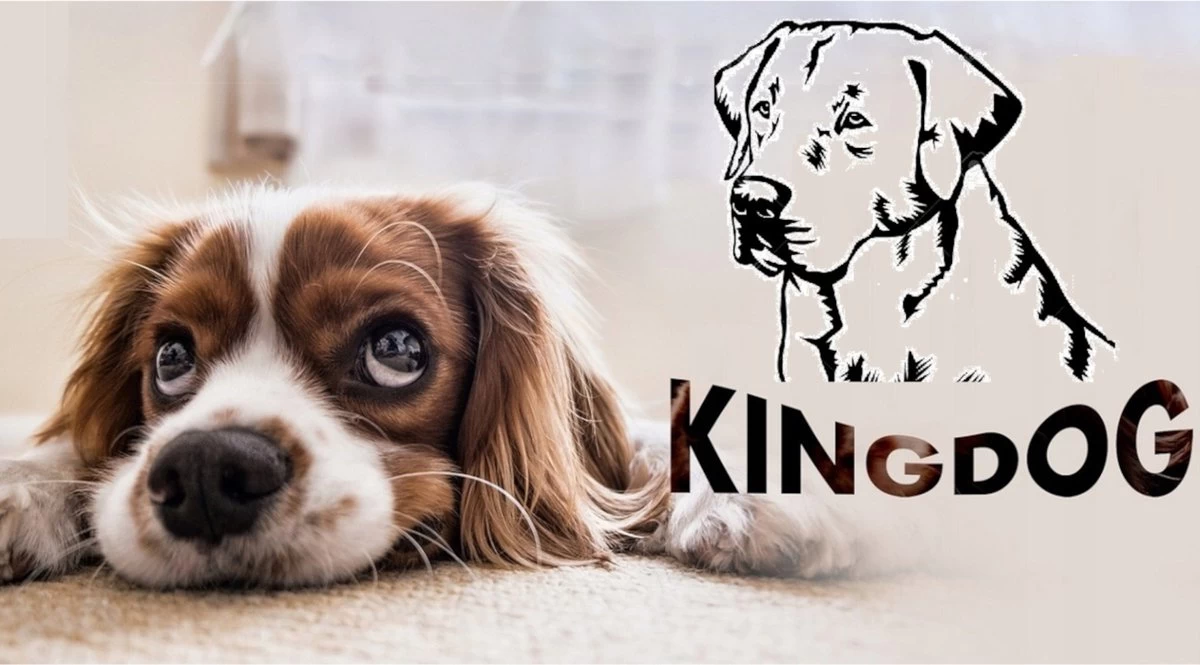 KingDog - Groot Honden- En Kattenbed 75 X 65 | Donkergrijs - Maat M 6 KingDog - Groot Honden- En Kattenbed 75 X 65 | Donkergrijs - Maat M - Afbeelding 6