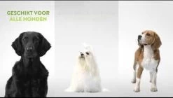 Whimzees Tandenborstel Hondensnack - 6,5 Cm - 48 Stuks -Pet Care Verkoop 1200x682 1