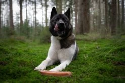 The Original Himalayan Yak Kauwbot Large Puur Fit -Pet Care Verkoop 1200x799 12