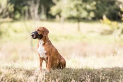 Trixie Muilkorf Polyester Met Gaas Inzet Zwart (M 19-26 CM) -Pet Care Verkoop 1200x800 16