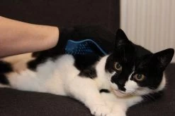 Merkloos Vachtverzorgingshandschoen -Pet Care Verkoop 1200x800 5