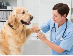 Woodoro Nagelknipper Nagelvijl Nagelschaar Voor Hond En Kat - Incl. Veiligheidsstop -Pet Care Verkoop 1200x928 2