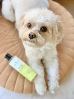 Fresh & Fluffy - Hondenshampoo Kamille / Patchouli - Geschikt Voor Alle Hondenrassen - Natuurlijk & Vegan Voor De Gevoelige Huid - 250ml -Pet Care Verkoop 899x1200 1