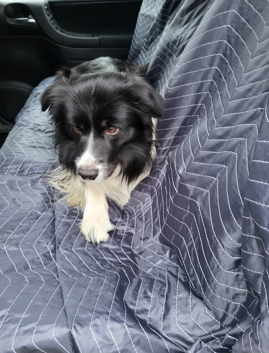 Pet Care Verkoop -Pet Care Verkoop 913x1200 11