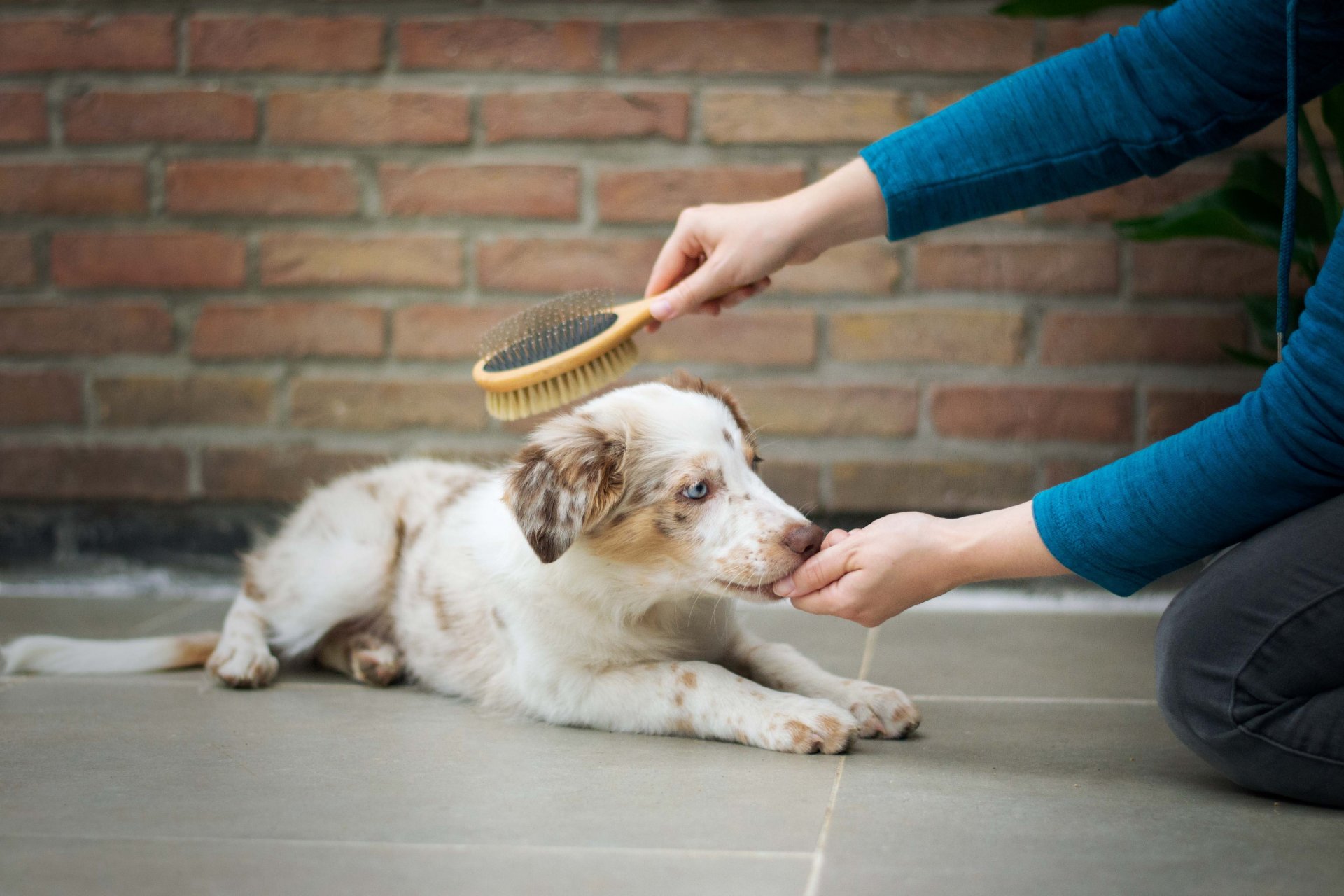 Pet Care Verkoop -Pet Care Verkoop how to groom your dog