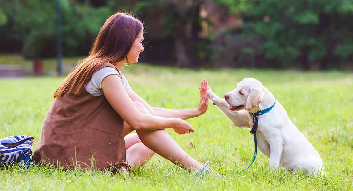 Pet Care Verkoop -Pet Care Verkoop train tips